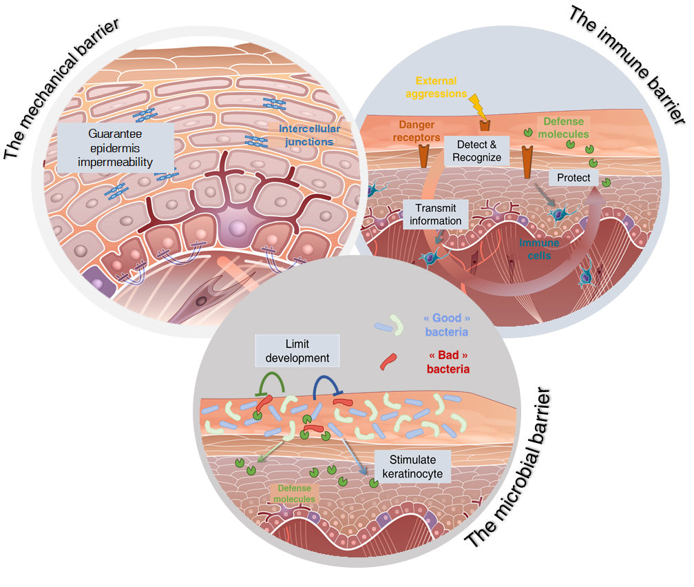 Anatomy of Skin