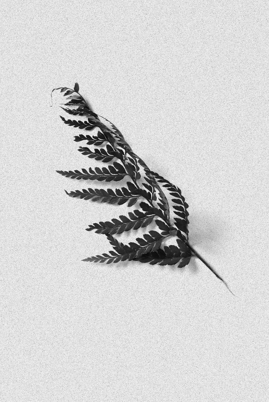 Bordan Candle - CEDARLEAF 500GRM