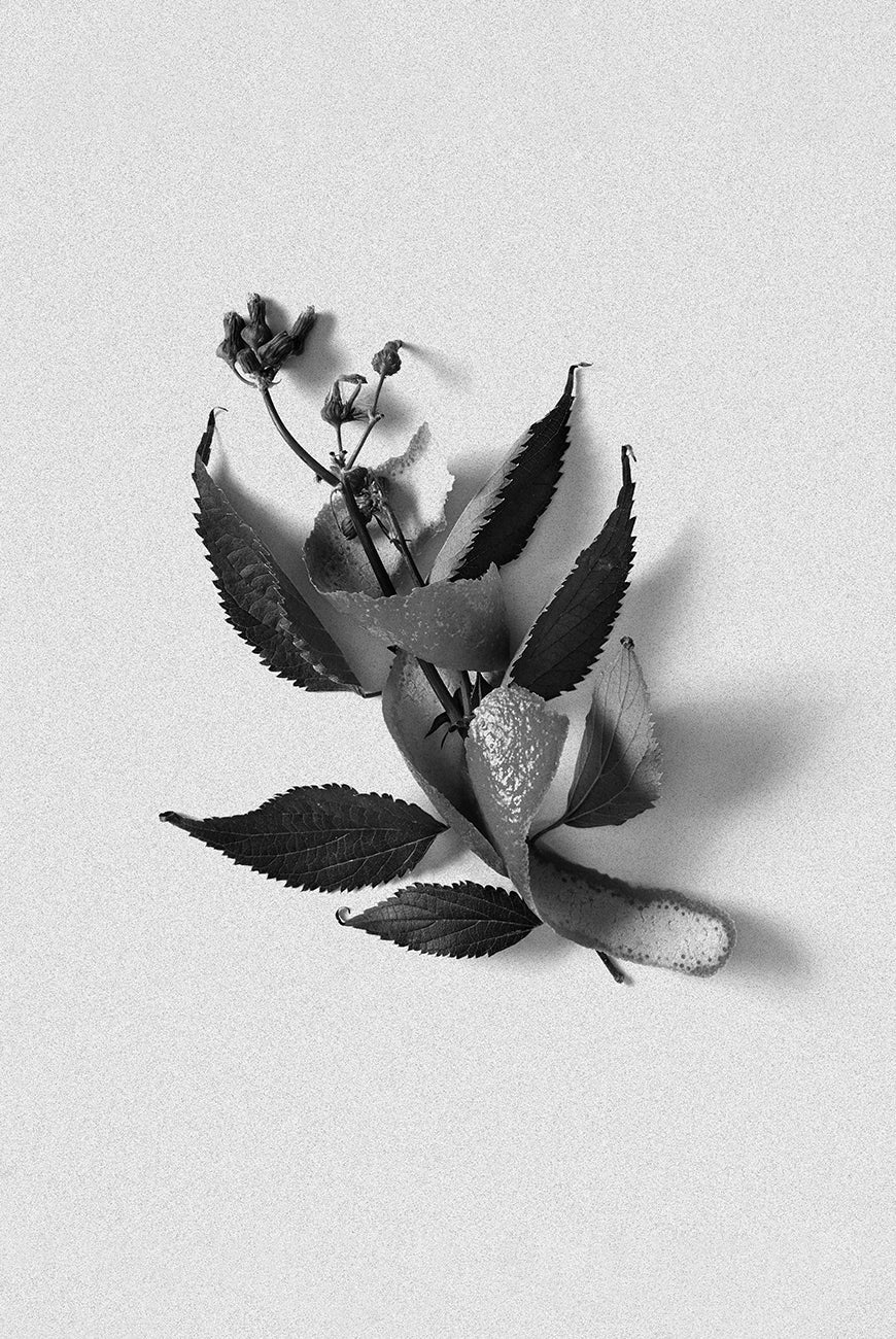 Bordan Candle - NEROLI 500GRM